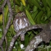 owl_pygmy_andean_map_h_0058_cos0254.jpg